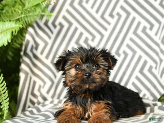 Yorkshire Terrier dogs Kaja - Ad 34