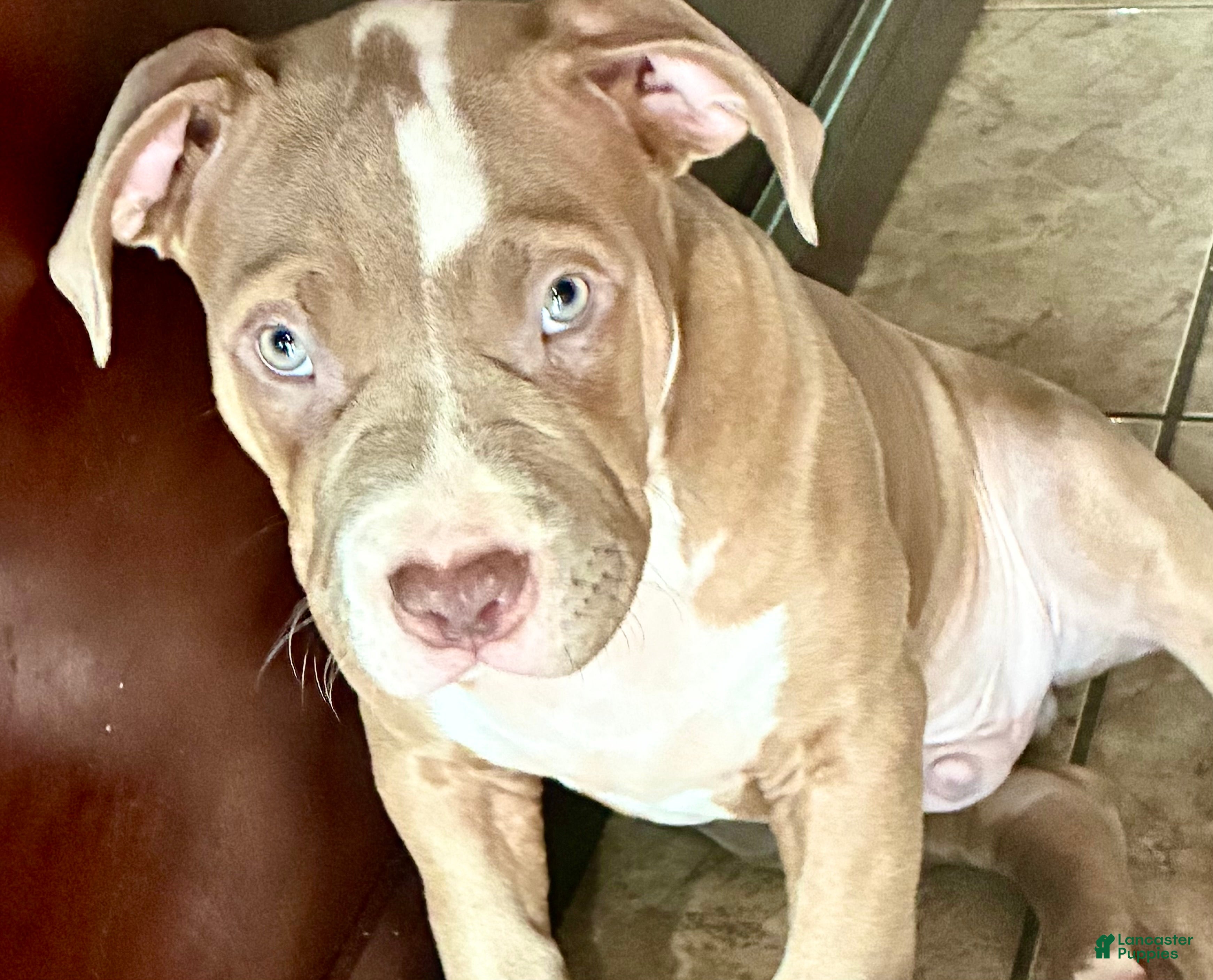 American Bully dogs Wrinks - Ad 2