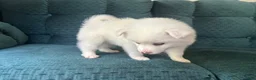 American Eskimo dogs for sale: Basil - Ad 4