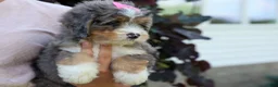 Mini Bernedoodle dogs for sale: 🐾 Primrose 🐾 - Ad 19
