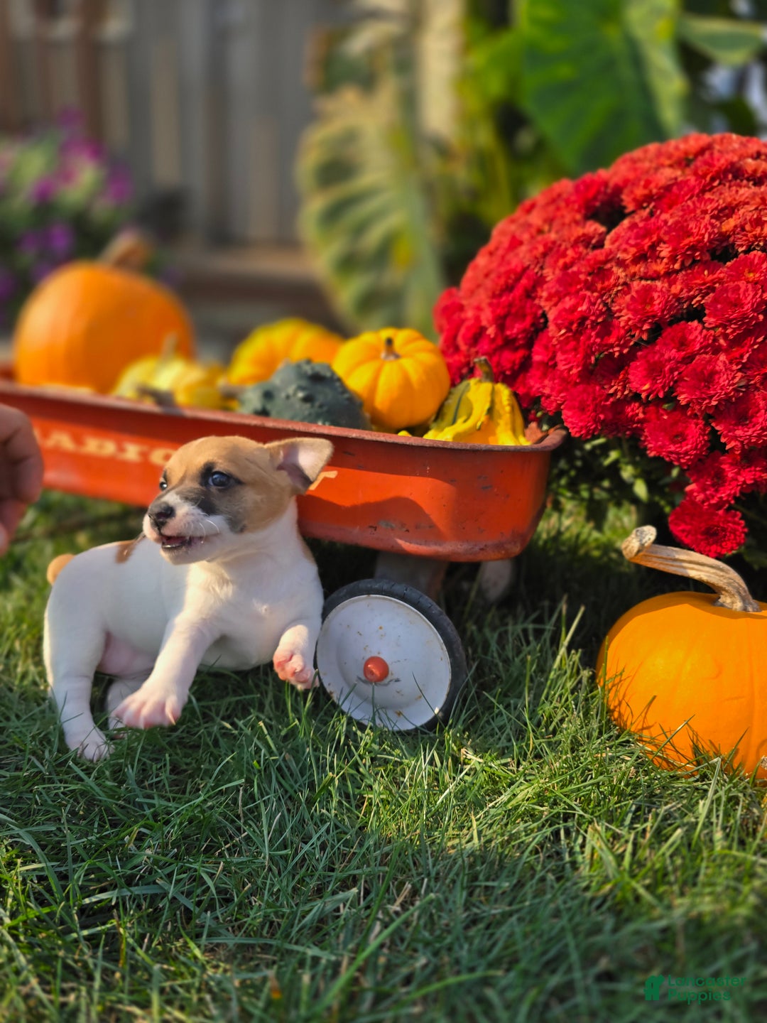 Jack Russell Terrier dogs for sale: Molly - Ad 6