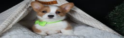 Welsh Corgi Pembroke dogs for sale: Hudson - Ad 17