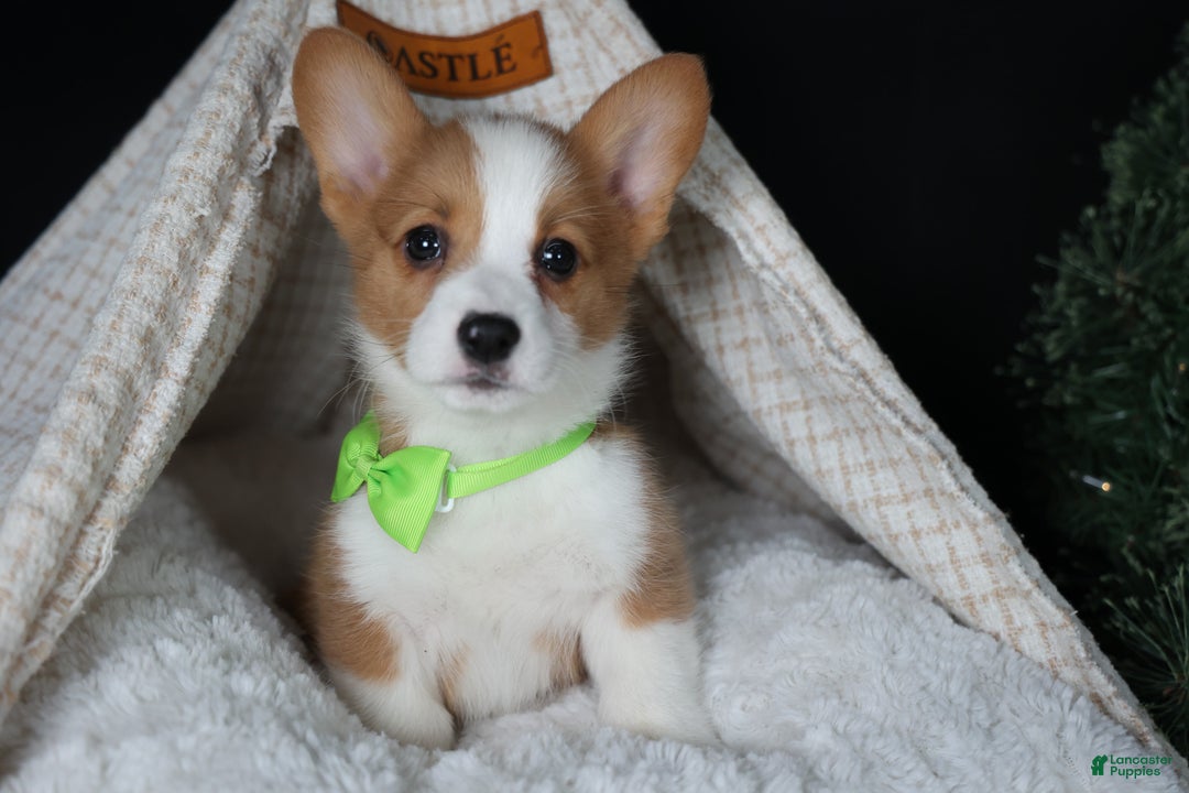 Welsh Corgi Pembroke dogs for sale: Hudson - Ad 17
