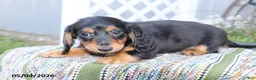 Miniature Dachshund dogs for sale: Peanut - Ad 3