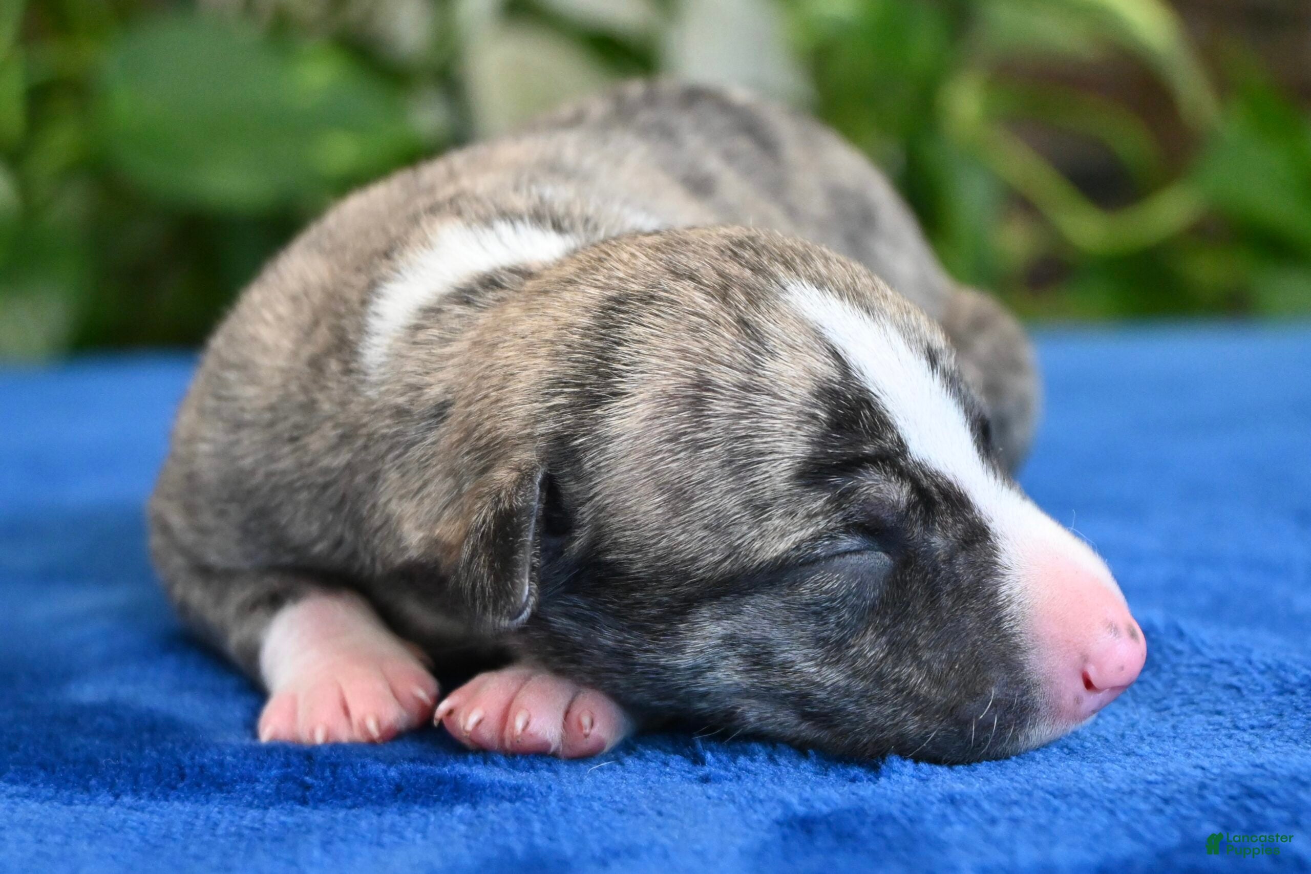 Whippet dogs Kenny - Ad 2