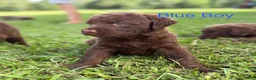 Chesapeake Bay Retriever dogs for sale: Blue Collar Boy - Ad 1