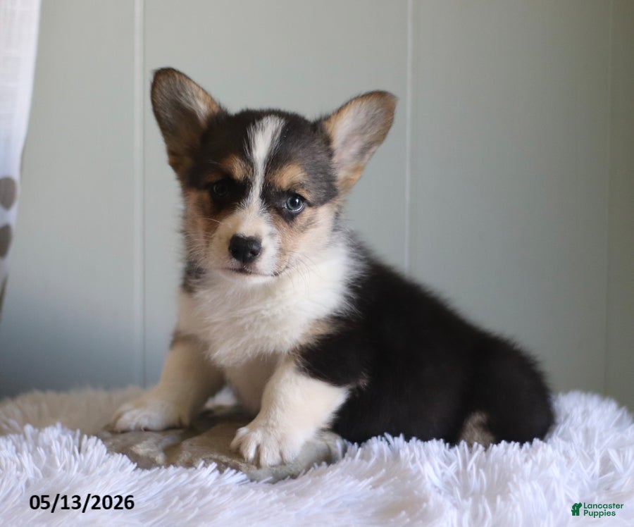 Welsh Corgi Pembroke dogs for sale: Cory - Ad 1