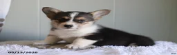Welsh Corgi Pembroke dogs for sale: Cory - Ad 1