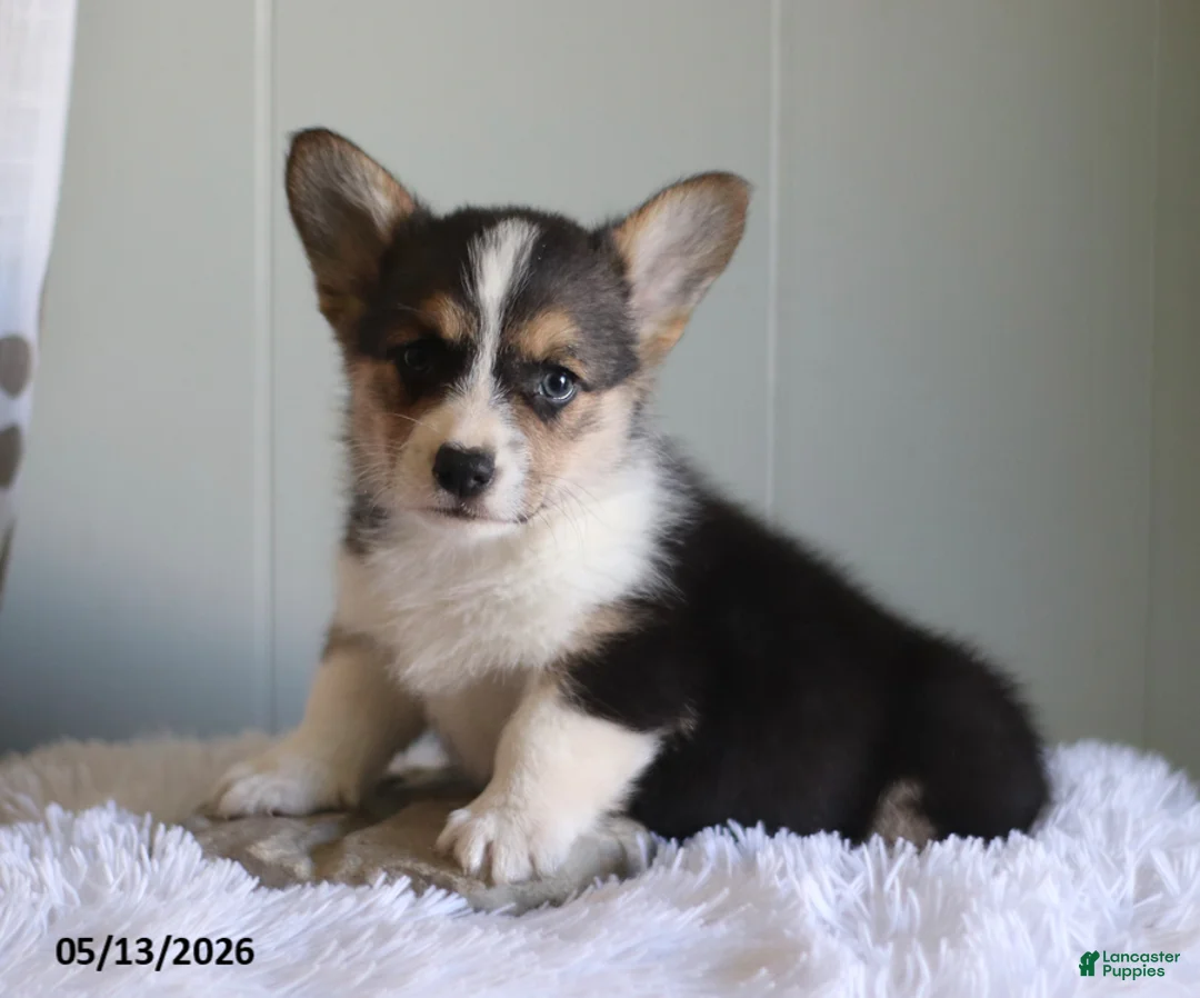 Welsh Corgi Pembroke dogs for sale: Cory - Ad 1