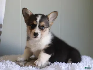 Welsh Corgi Pembroke dogs for sale: Cory - Ad 1