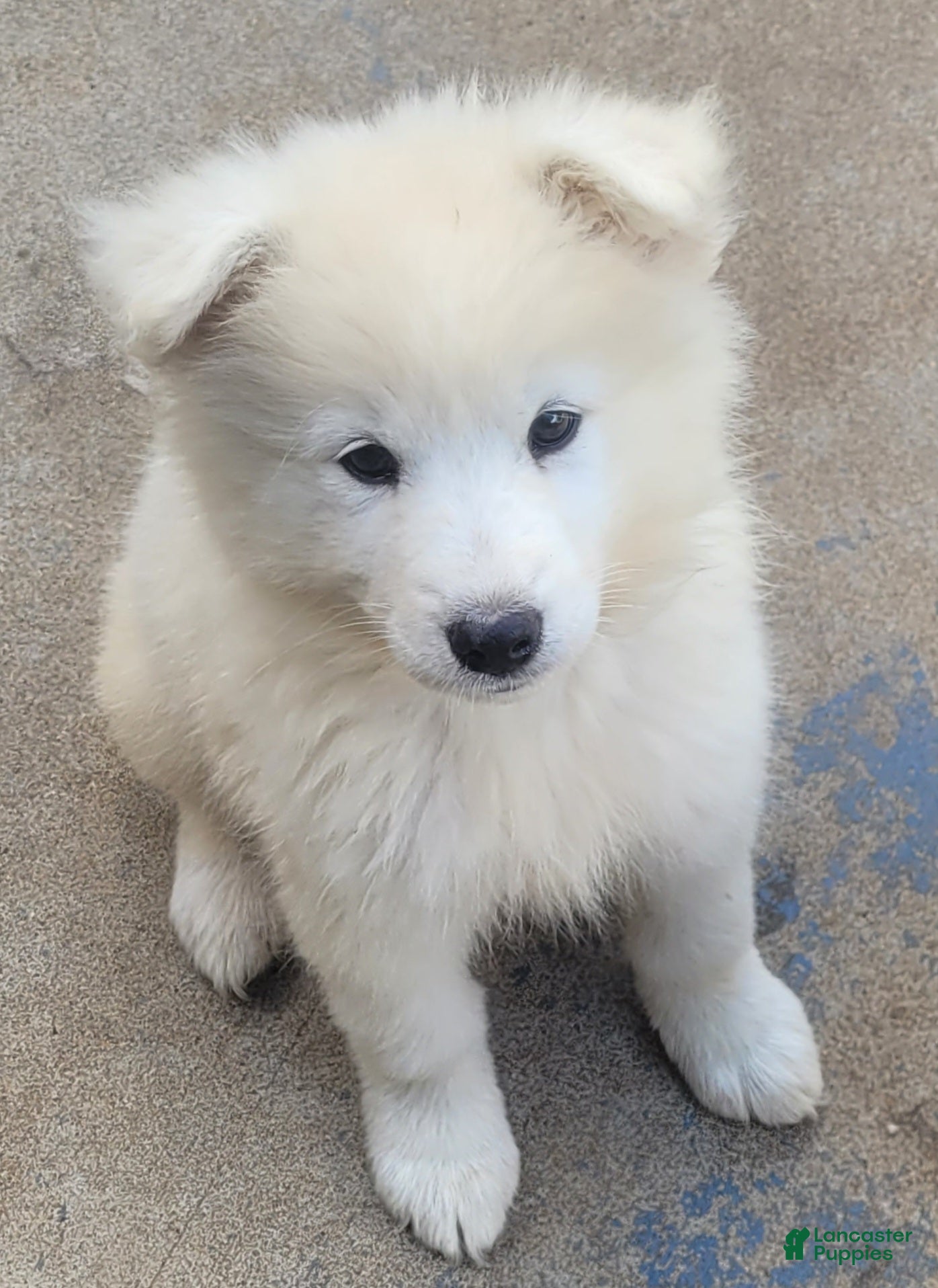 Samoyed Puppies for sale in Mohnton, Pennsylvania Lancaster Puppies