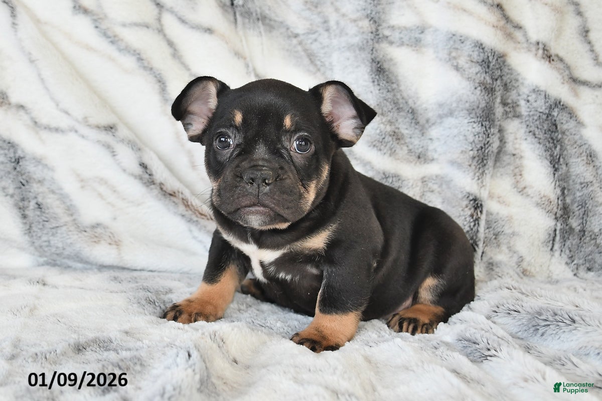 Mixed Breed dogs Naaman - Ad 26