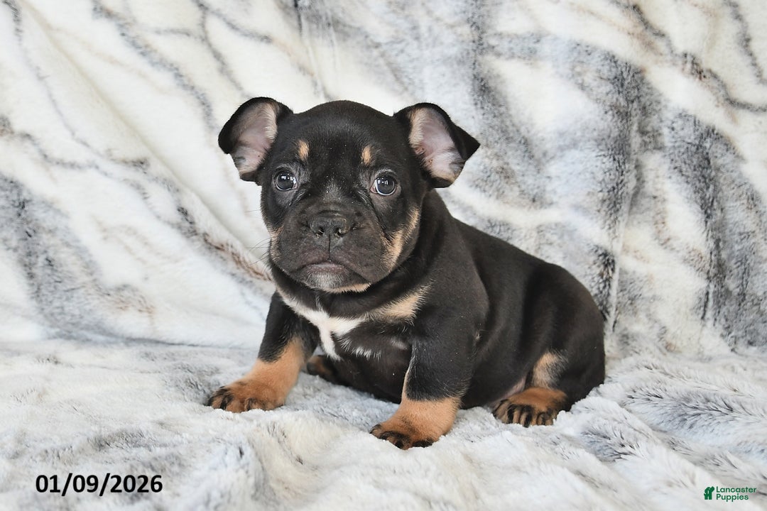 Mixed Breed dogs for sale: Naaman - Ad 1