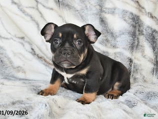 Mixed Breed dogs Naaman - Ad 26