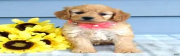 Cavapoo dogs for sale: Clarissa  - Ad 6
