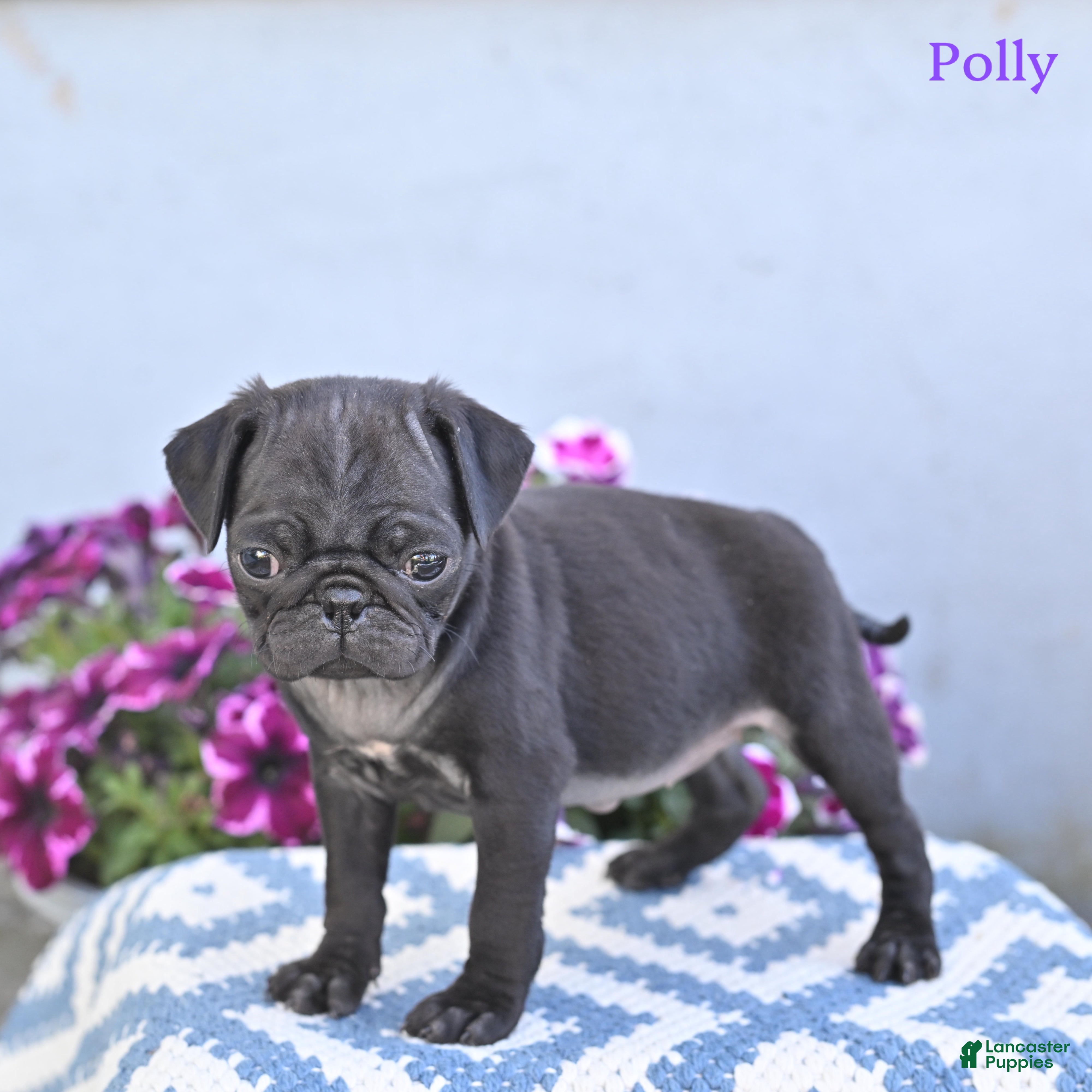 Pug dogs for sale: Polly - Ad 4