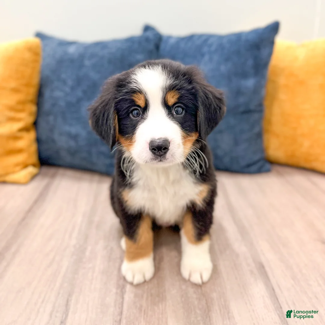 Bernese Mountain Dog dogs for sale: Wally - Ad 2