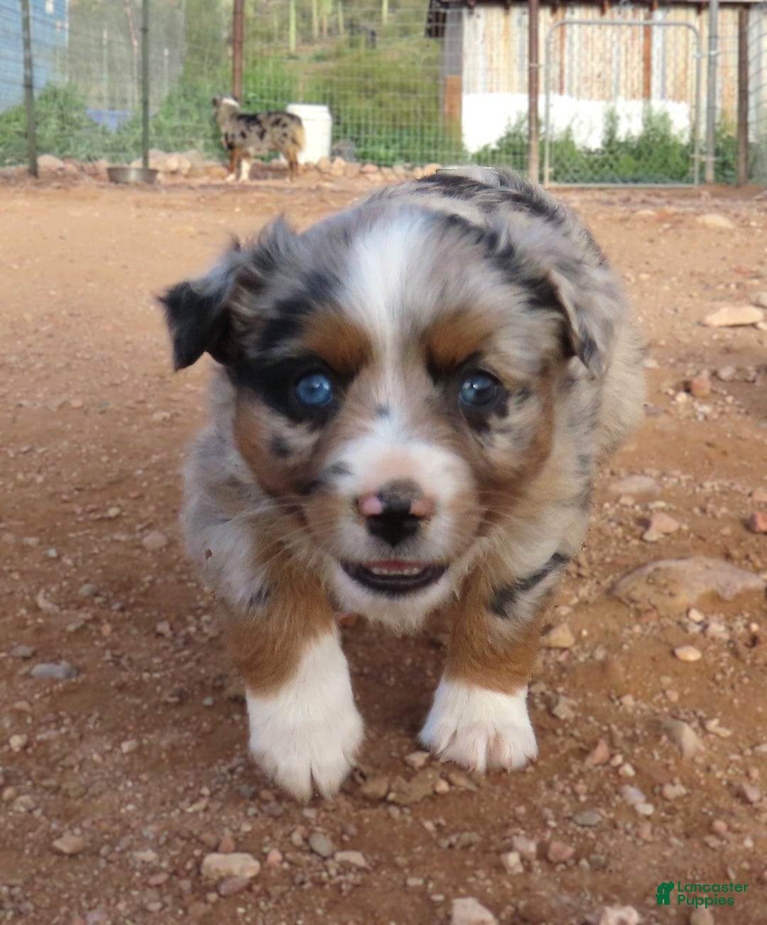 Miniature Australian Shepherd dogs for sale: 1 - Second blue merle girl with 1.5 blue eyes - Ad 7