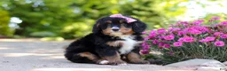 Mini Bernedoodle dogs for sale: Pearl - Ad 4
