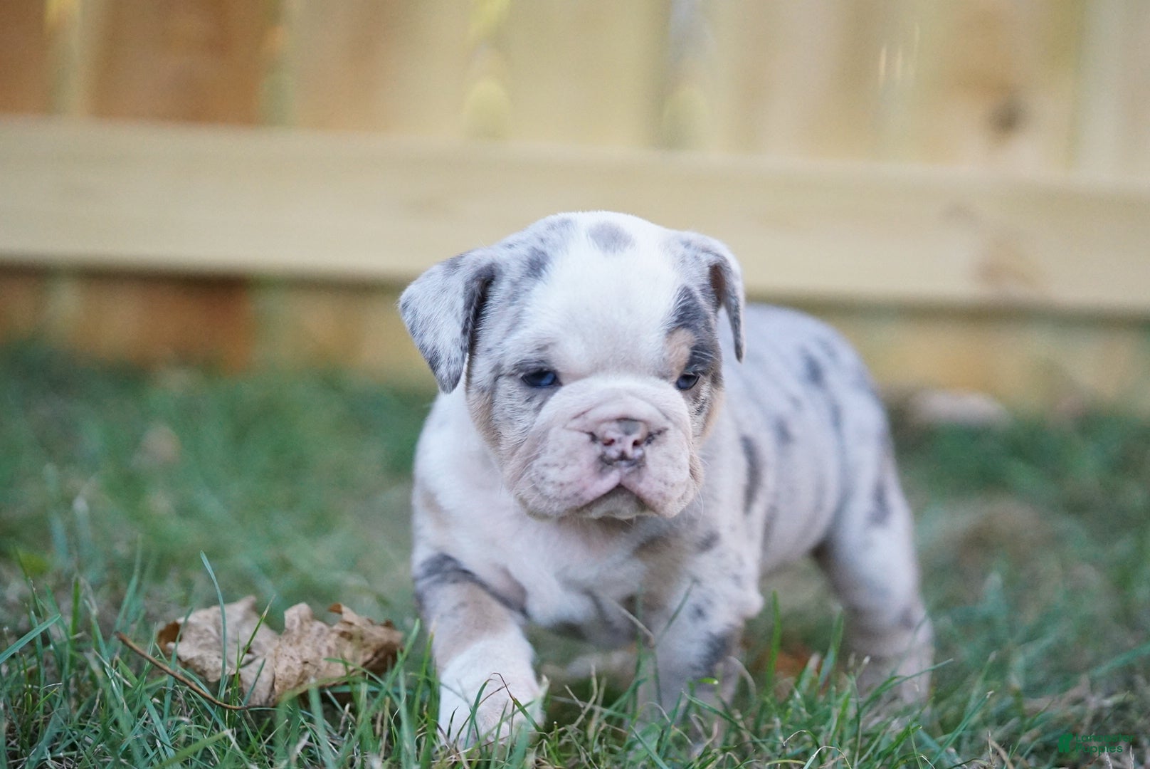 Pelagiia i belyi buldog. Pelagiia … Борис Акунин — Pelagia and the White Bulldog (with decoding