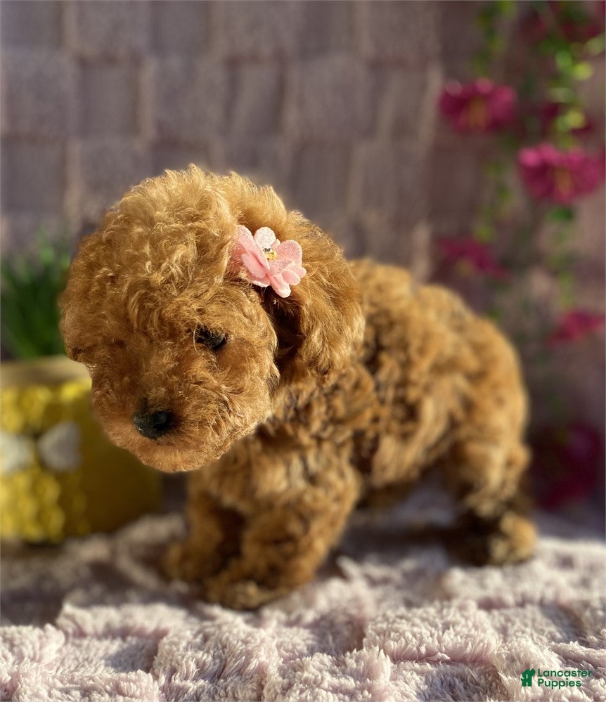 Toy Poodle dogs Teacup  Poodle 1 - Ad 2