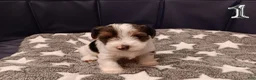 Mixed Breed dogs for sale: Hazlee - Ad 2