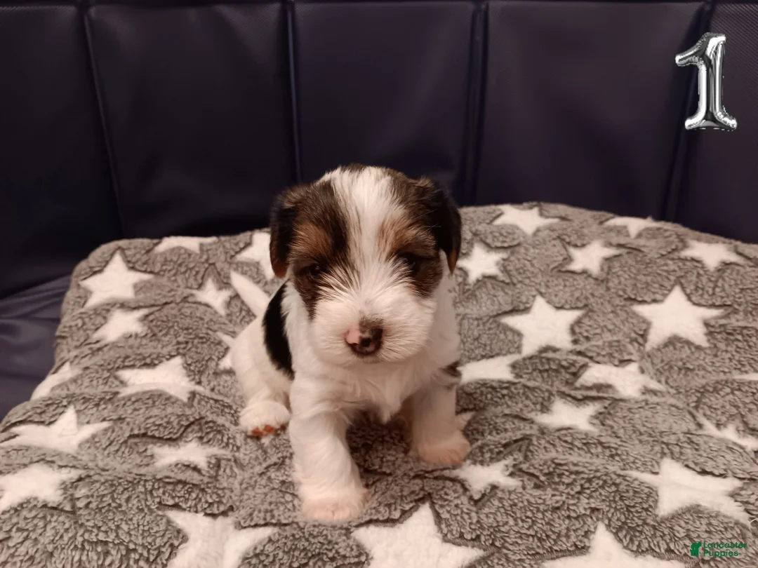 Mixed Breed dogs for sale: Hazlee - Ad 2