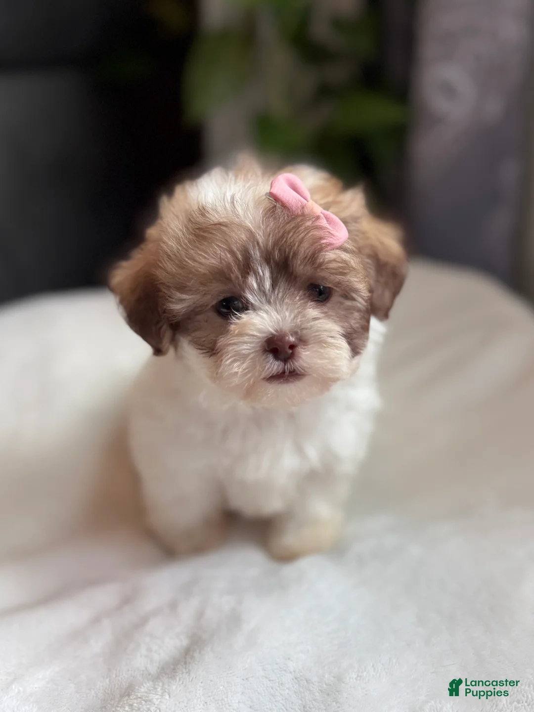 Shihpoo dogs for sale: Tara - Ad 2