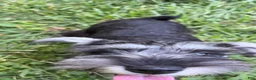 Miniature Schnauzer dogs for sale: Piglett - Ad 4