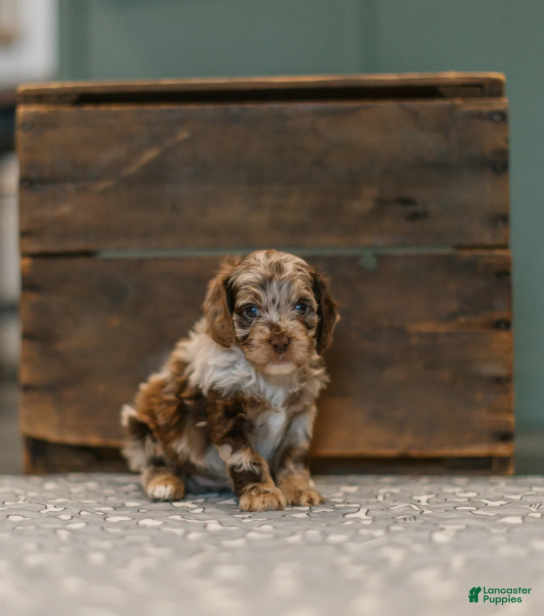 Cockapoo dogs for sale: Jubilee  - Ad 2