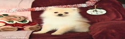 Pomeranian dogs for sale: Pickles - Ad 5