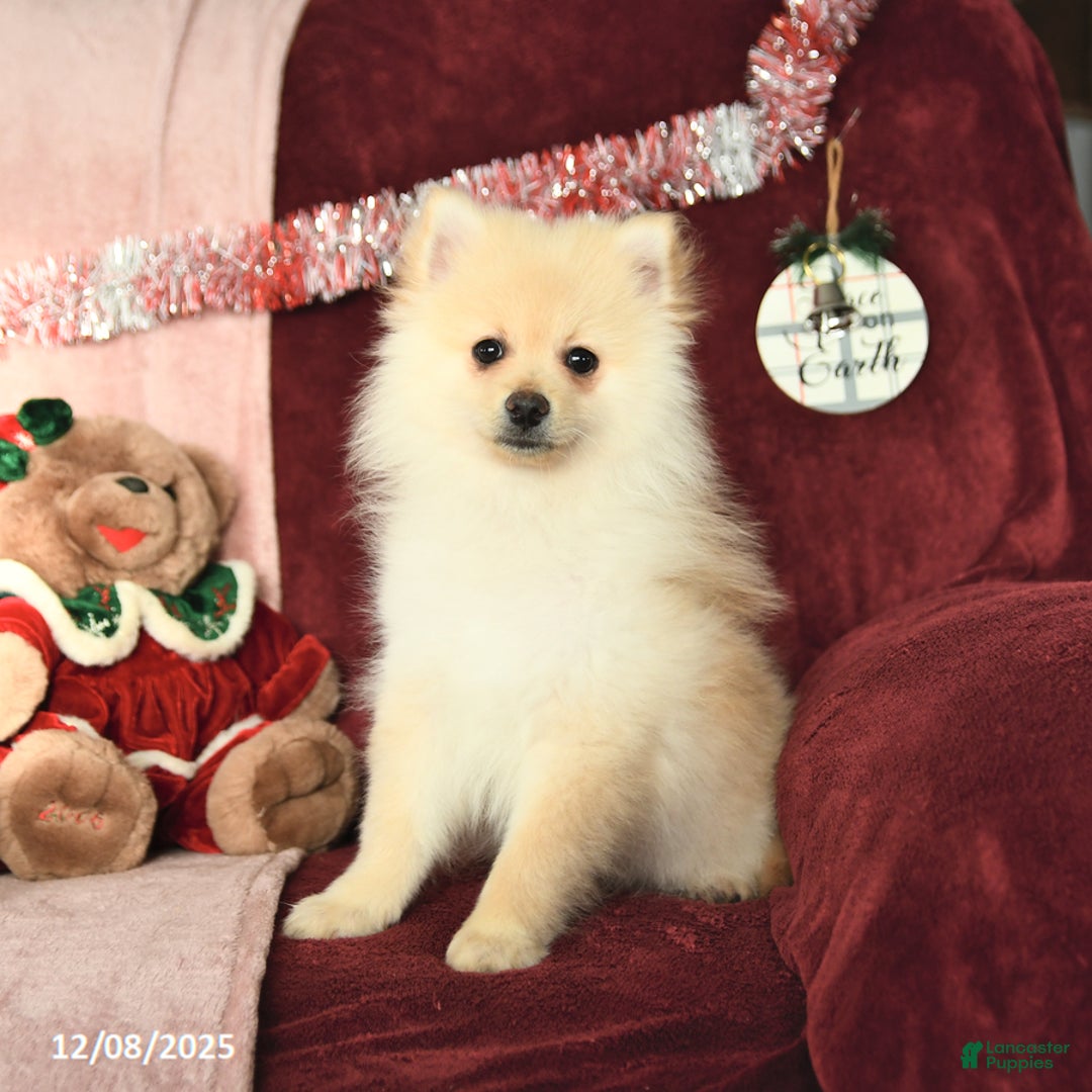 Pomeranian dogs for sale: Pickles - Ad 5