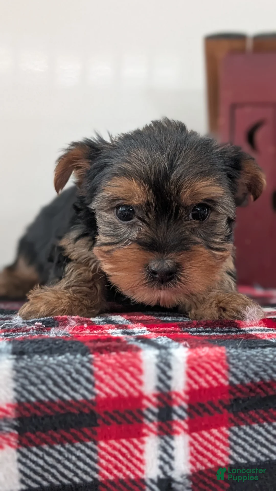 Yorkshire Terrier dogs for sale: Dakota - Ad 5