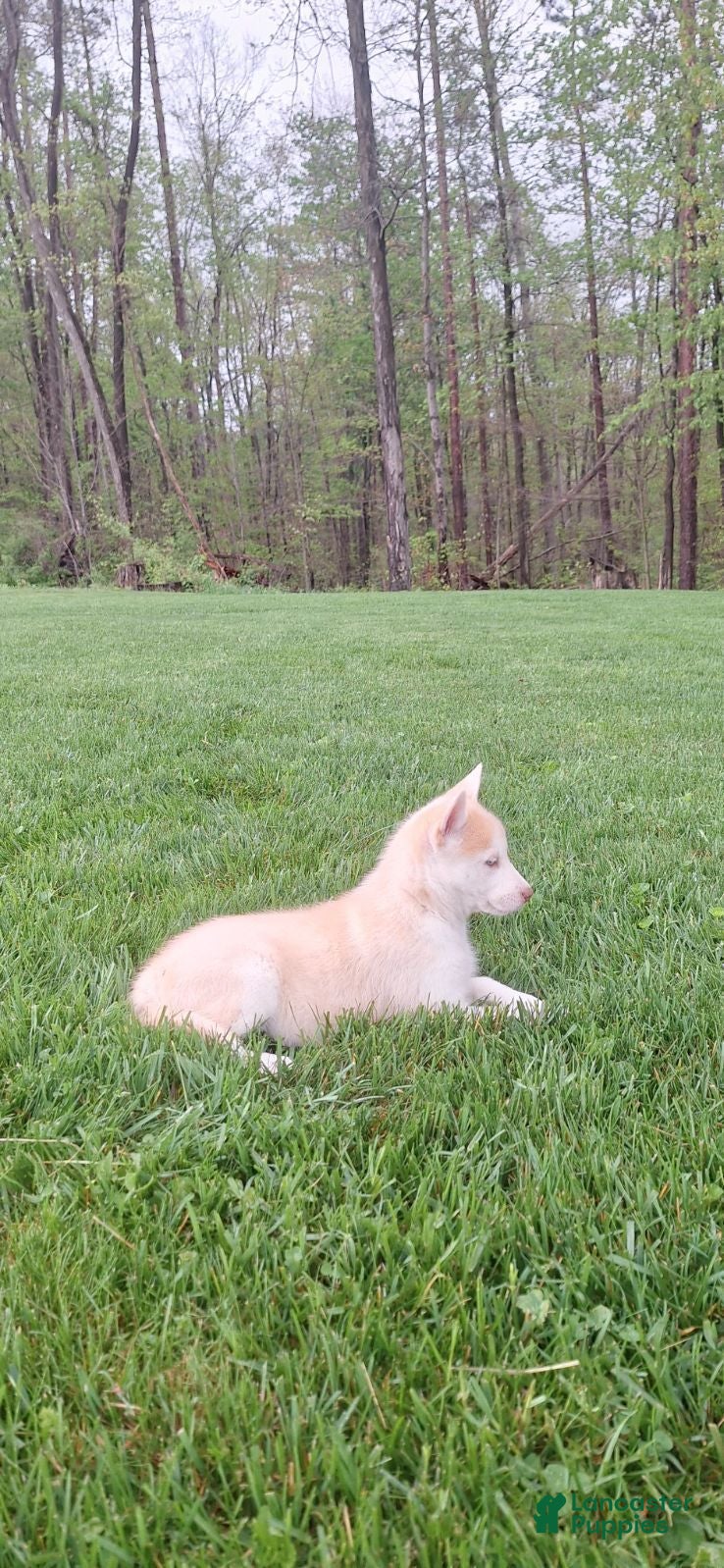 Gerberian Shepsky dogs for sale: Daisy - Ad 3