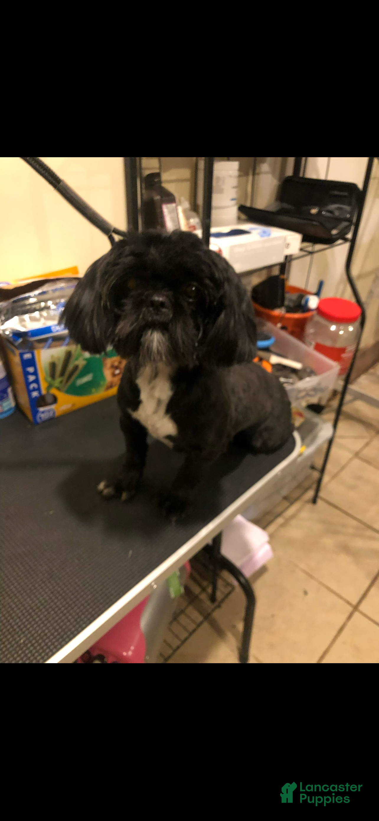 Shih Tzu dogs Akc Shih Tzu Polo Bear - Ad 2