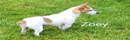 Jack Russell Terrier dogs for sale: Freddy  - Ad 7