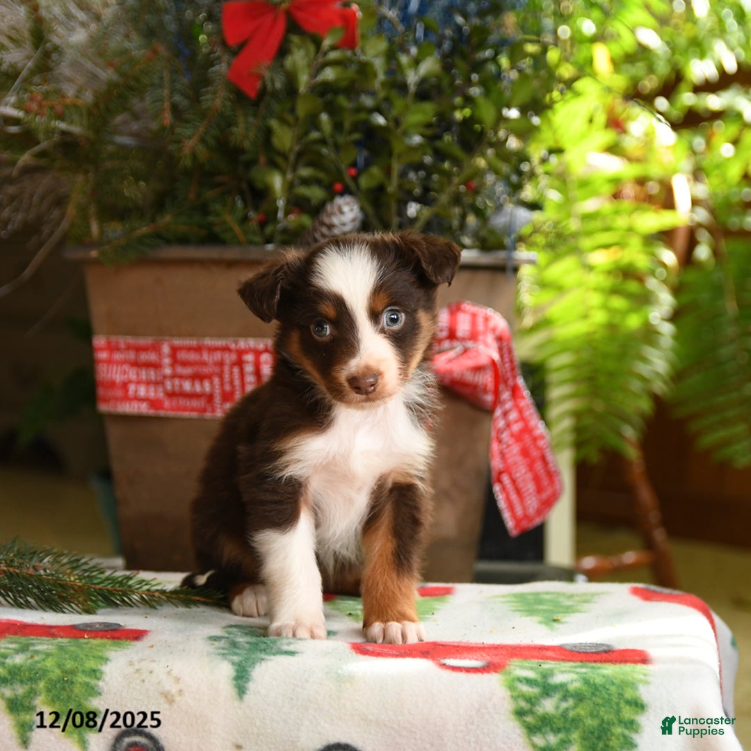 Australian Shepherd dogs for sale: Asher - Ad 5