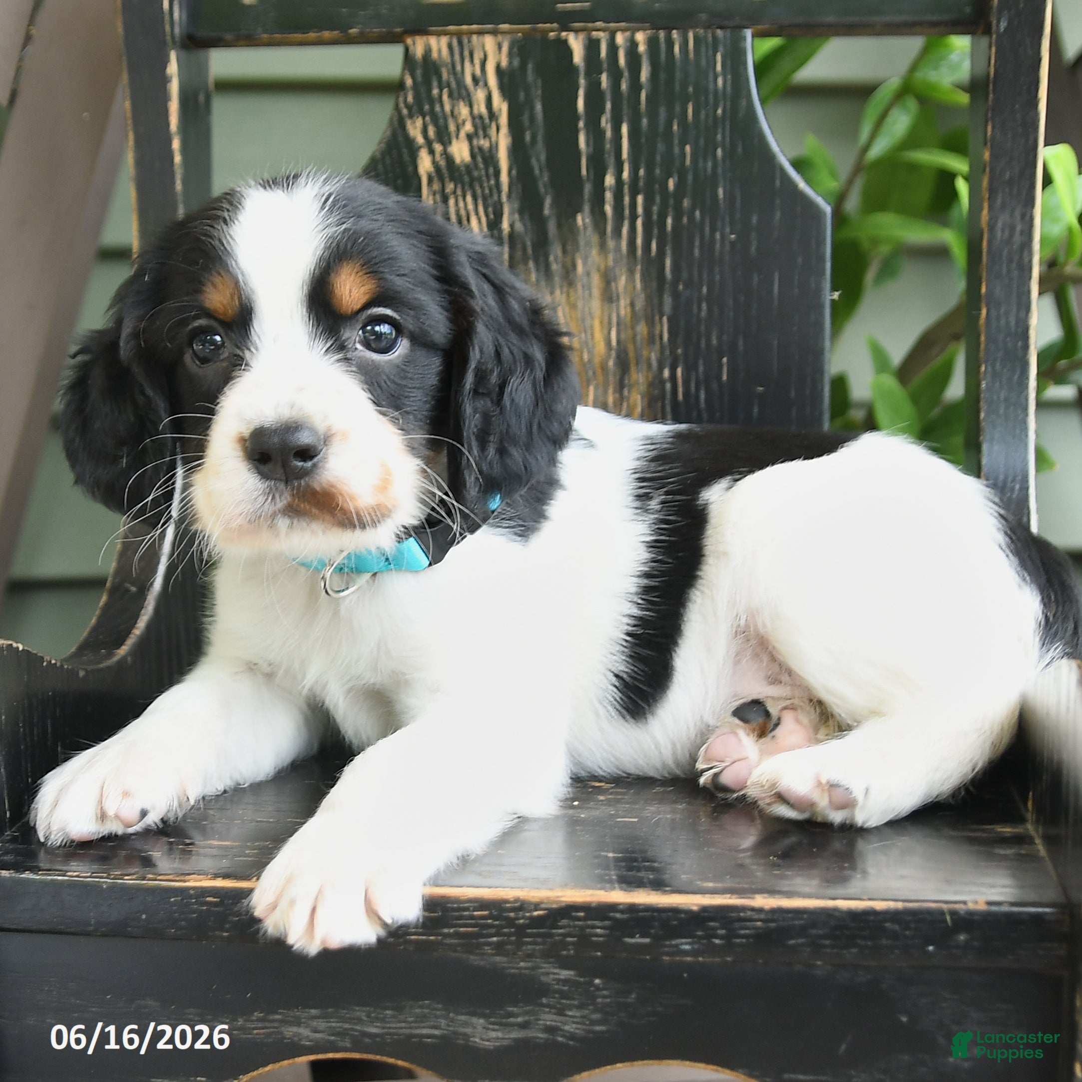 English Springer Spaniel dogs Commet - Ad 2