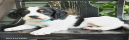 English Springer Spaniel dogs for sale: Commet - Ad 2