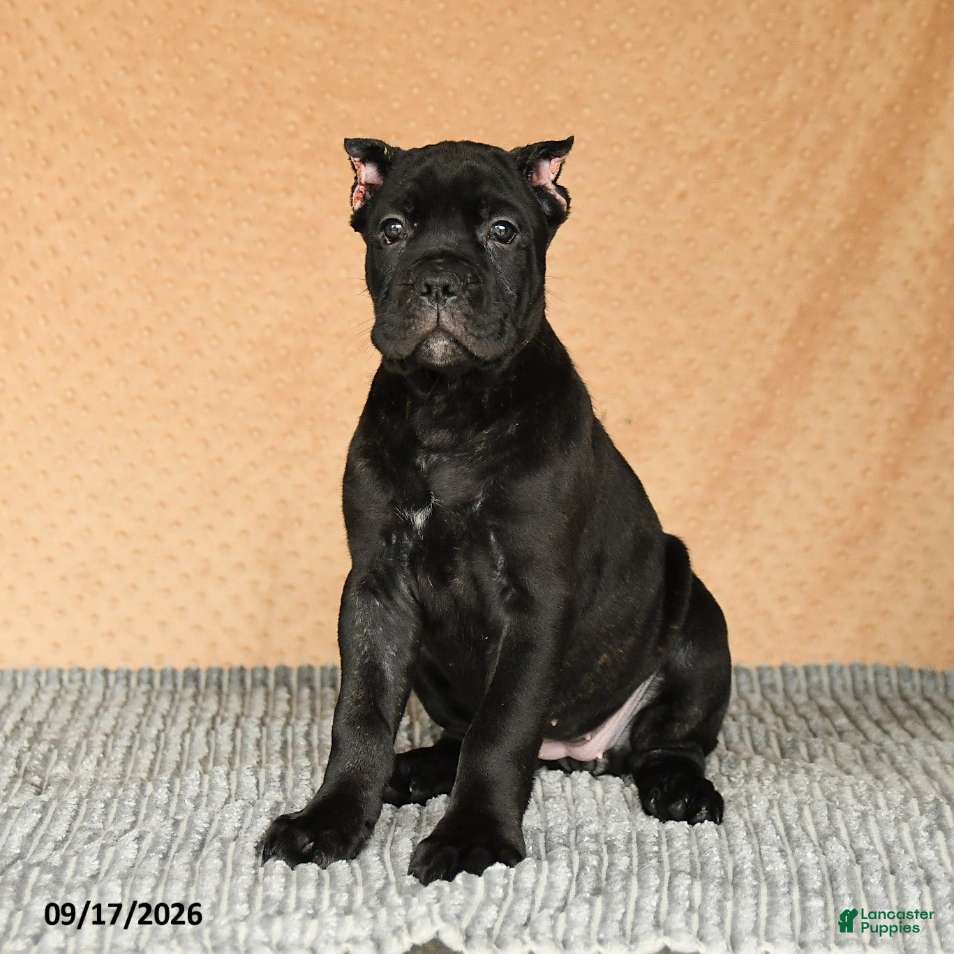 Cane Corso dogs Cali  - Ad 1
