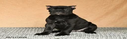 Cane Corso dogs for sale: Cali  - Ad 6