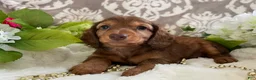 Miniature Dachshund dogs for sale: Mason - Ad 1