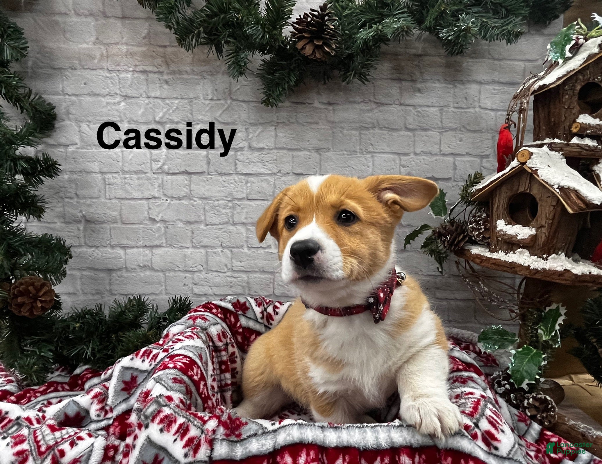 Welsh Corgi Pembroke dogs Cassidy - Ad 19