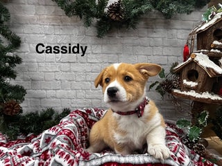 Welsh Corgi Pembroke dogs Cassidy - Ad 6