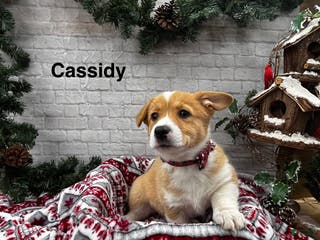 Welsh Corgi Pembroke dogs Cassidy - Ad 7