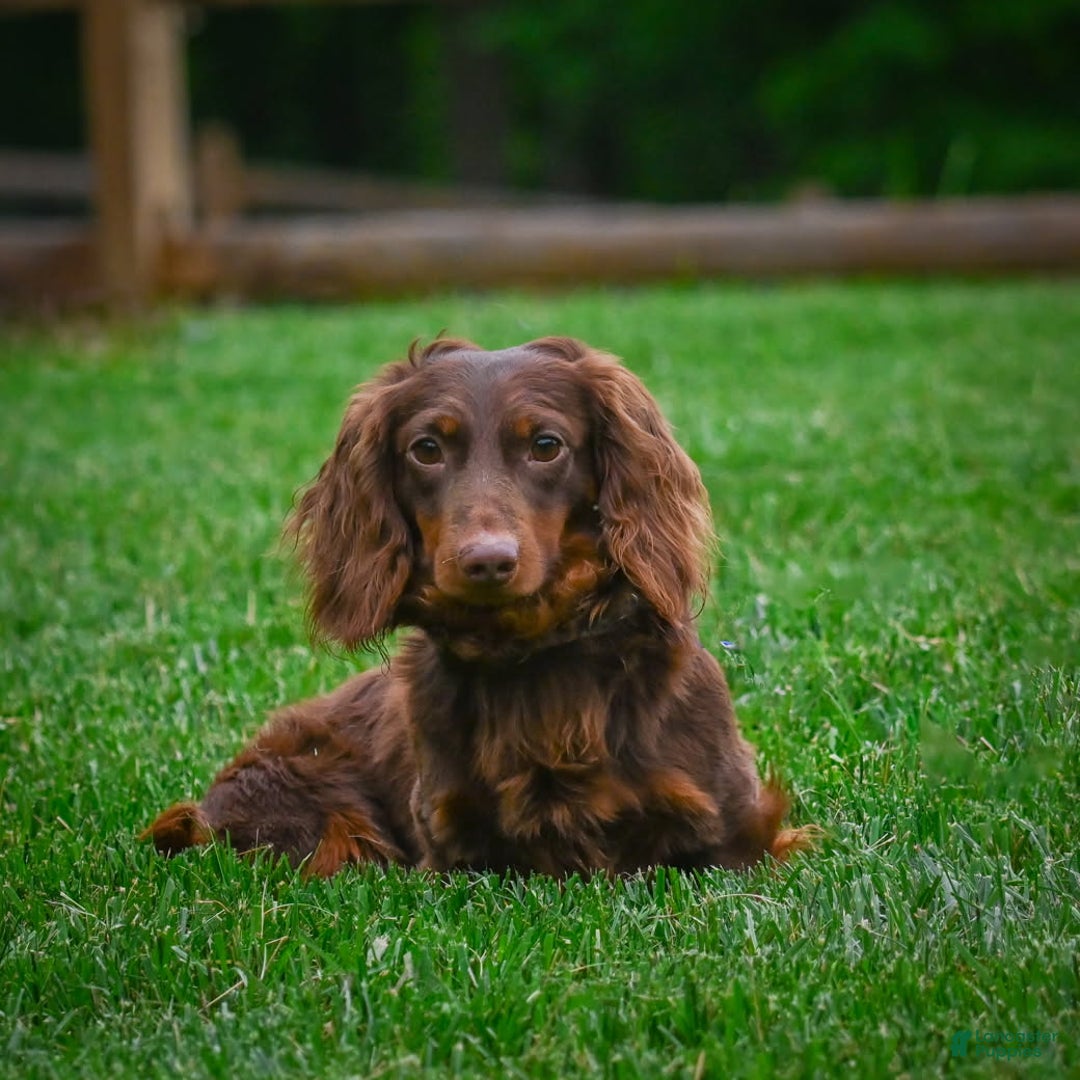 Miniature Dachshund dogs for sale: Buddy - Ad 18