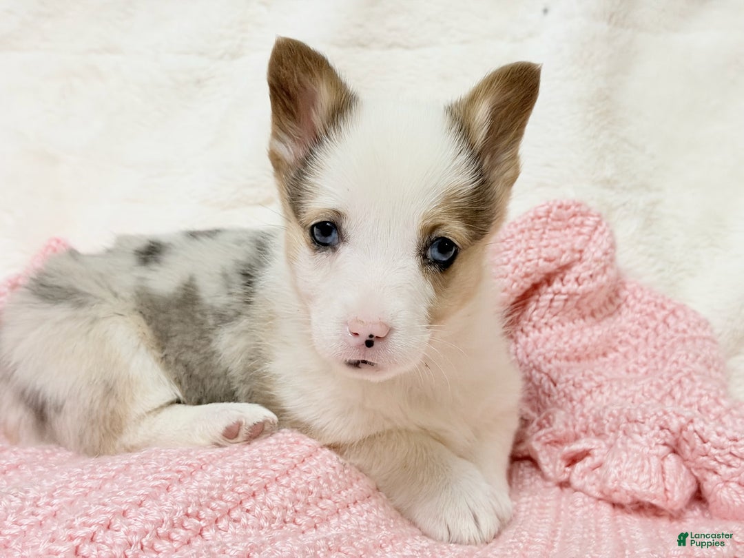 Welsh Corgi Pembroke dogs for sale: Pebbles - Ad 1