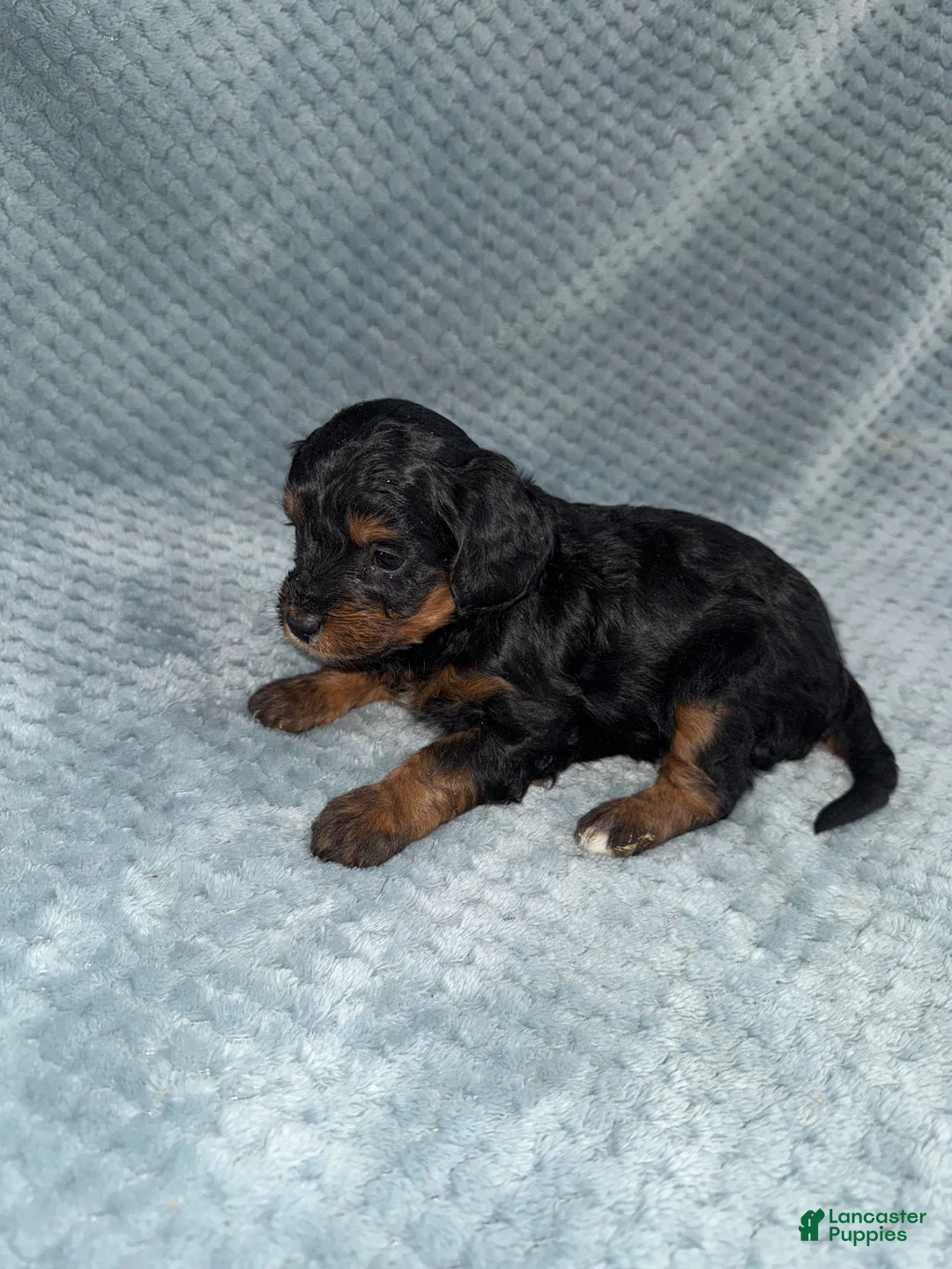 Cavapoo dogs for sale: Cavapoo Puppy 7 - Ad 8