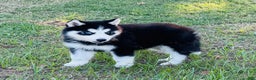 Siberian Husky dogs for sale: Siberian Husky Puppy 1 - Ad 13