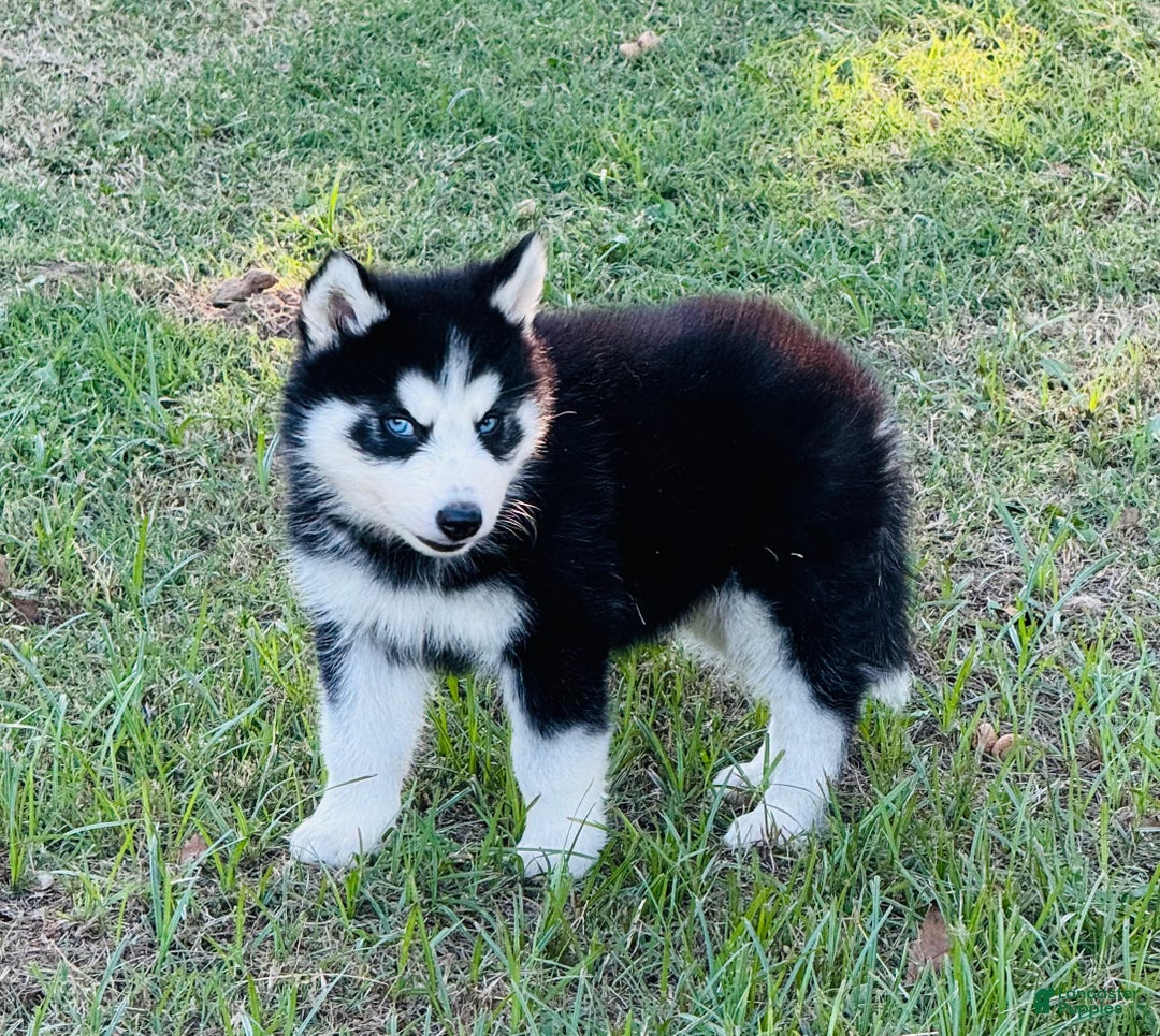 Siberian Husky dogs for sale: Siberian Husky Puppy 1 - Ad 13